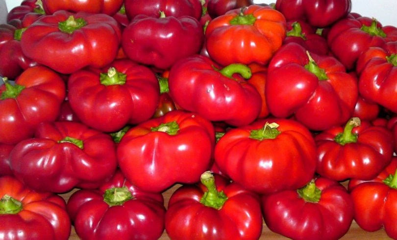 Gogoshar paprika - Édespaprika ritkaságok az Egzotikus Növények Stúdiója kínálatában